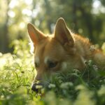 Chiens en train de manger de lherbe dans un parc